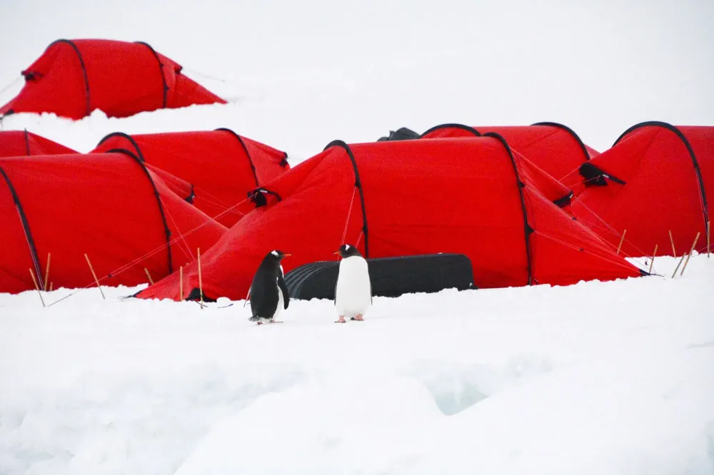 Penguins standing outside tents in Antarctica